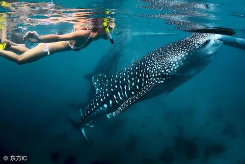 鲸鲨在线吃瓜,在线吃瓜，畅游美食世界