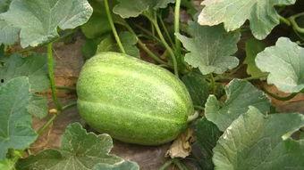 小白瓜儿童可以吃吗