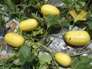 小白瓜儿童可以吃吗