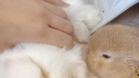 小兔吃瓜小说,一场奇幻瓜果盛宴的冒险之旅