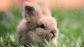 小兔吃瓜小说,一场奇幻瓜果盛宴的冒险之旅