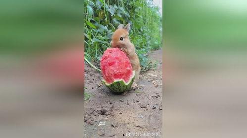 小兔吃瓜小说,一场奇幻瓜果盛宴的冒险之旅