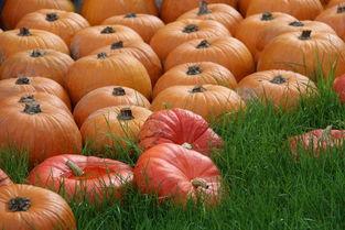 秋天的瓜怎么吃最好,解锁秋季瓜类美食新吃法