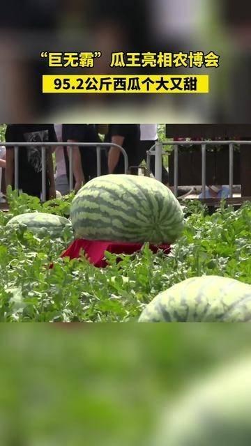 碎星吃瓜,揭秘娱乐圈幕后风云