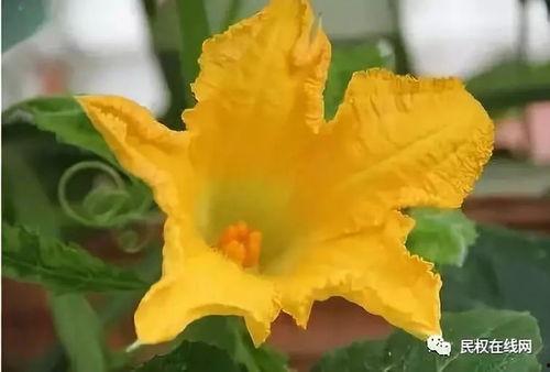 吃瓜的花才人,一场关于人生百态的味蕾之旅