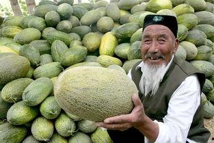 看电视吃哈密瓜,享受视觉盛宴与甜蜜滋味