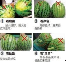 河北ltv吃瓜挑战,一场全民参与的趣味盛宴