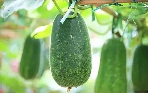 吃瓜有瓜么,瓜中是否有瓜的秘密