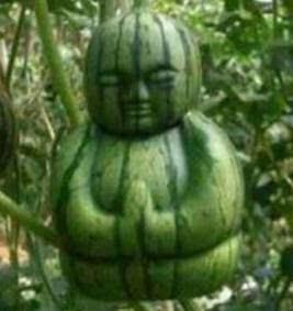 讲真吃瓜,讲真吃瓜，真相大白