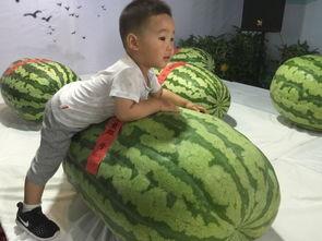 新泰今日吃瓜事件