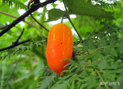 茅瓜根可以吃,天然食材的养生奥秘