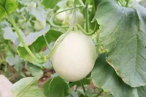 韩城吃瓜马琳事件