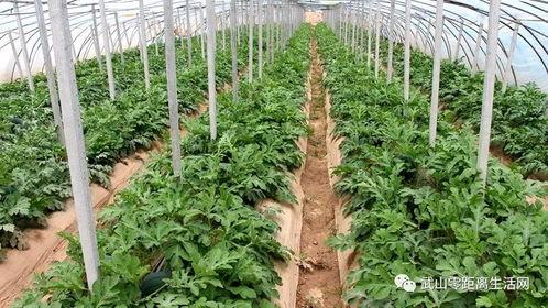 武山吃瓜视频,揭秘当地特色美食背后的故事