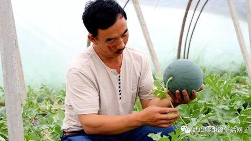 武山吃瓜视频,揭秘当地特色美食背后的故事