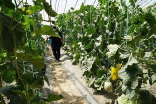 武山吃瓜视频,揭秘当地特色美食背后的故事