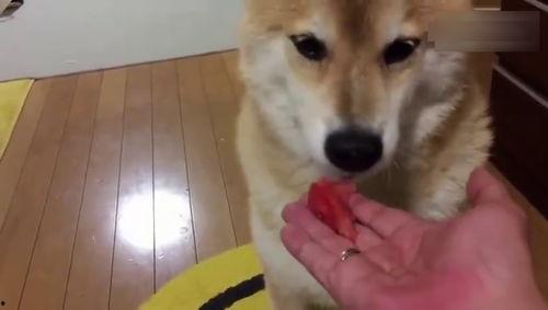 主人吃瓜动作视频,一招吃瓜动作，解锁夏日清凉新姿势