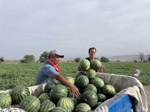 永嘉吃瓜比赛,一场舌尖上的狂欢盛宴