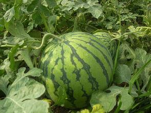 永嘉吃瓜比赛,一场舌尖上的狂欢盛宴