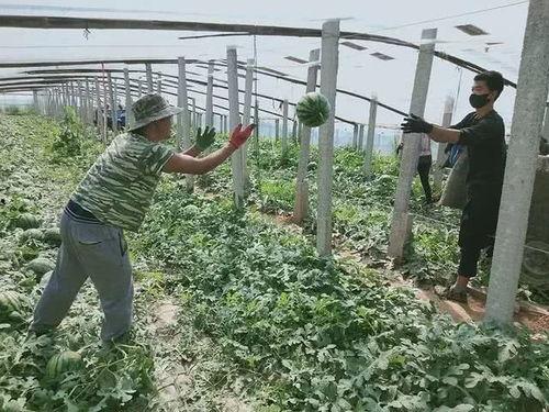 吃瓜的呱唧,揭秘娱乐圈幕后故事