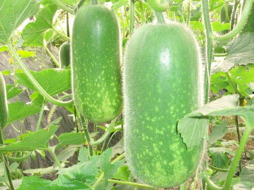 吃瓜1588620,揭秘吃瓜群众1588620背后的故事