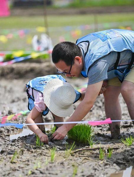 插秧吃瓜,瓜果香满园