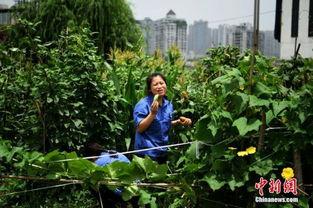 插秧吃瓜,瓜果香满园