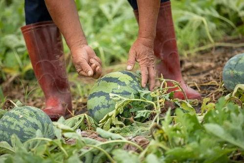 吃瓜广东东莞,吃瓜群众的美食天堂
