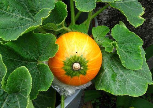 母乳可以吃蜜瓜么,妈妈可以安心享用蜜瓜吗？