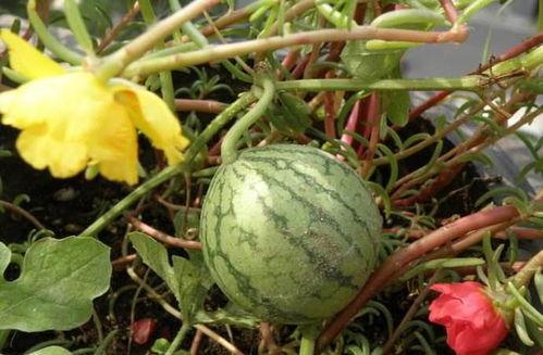 吃瓜不废牙,轻松享受美食，不废牙齿的秘诀